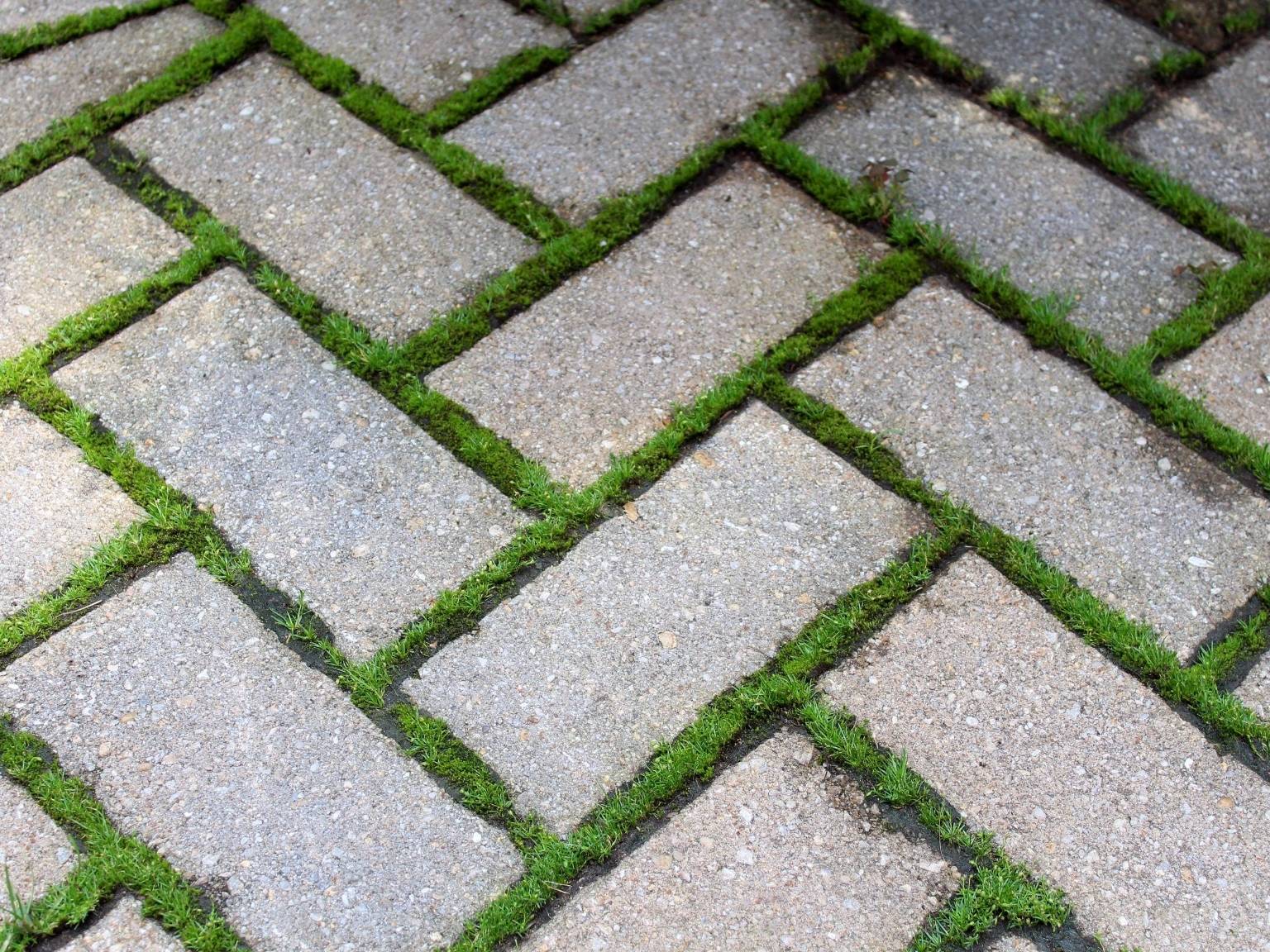 The Mirror Moss And Paving