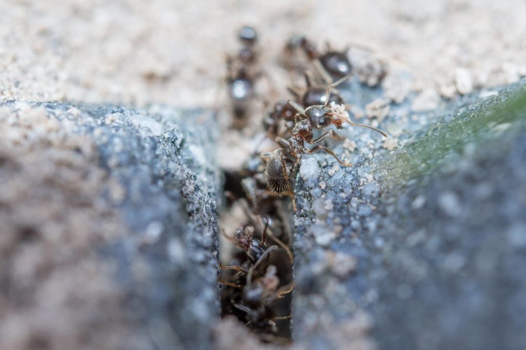 ant on brick paver