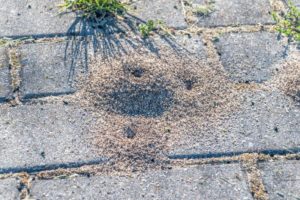 How to Get Rid of Ants Under Your Brick Patio - S&S Pavers