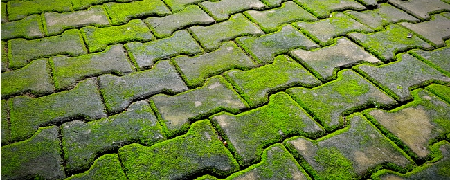 Natural Moss Killer for Concrete Pavers