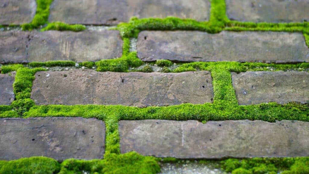 What Is the Best Natural Moss Killer for Concrete Pavers?